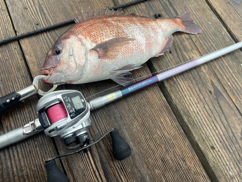 マダイの釣果