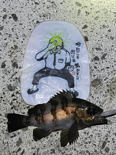 メバルの釣果