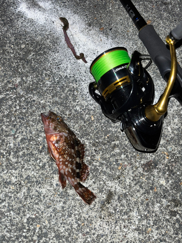 カサゴの釣果