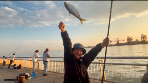 コノシロの釣果