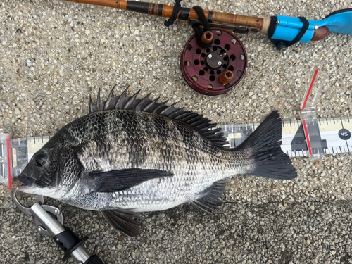 クロダイの釣果