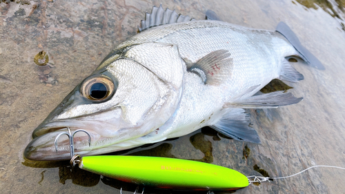 ヒラスズキの釣果