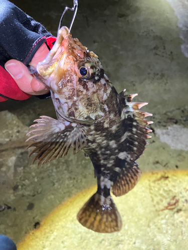 カサゴの釣果