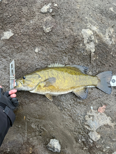 スモールマウスバスの釣果