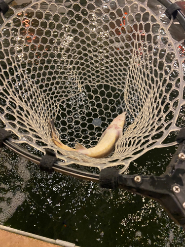 チョウザメの釣果