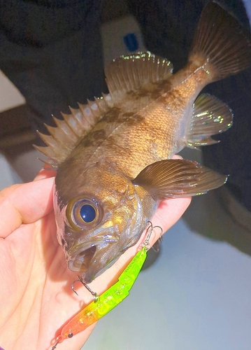 シロメバルの釣果