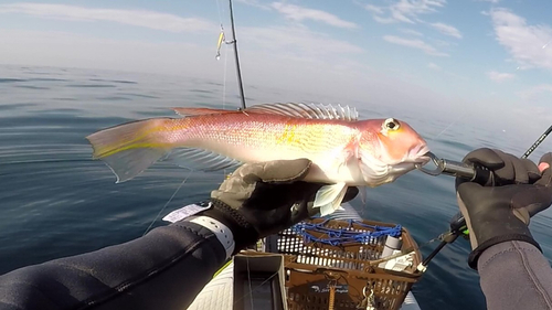 アカアマダイの釣果