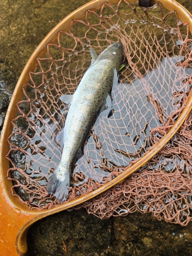 アマゴの釣果