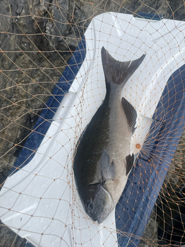 オナガグレの釣果