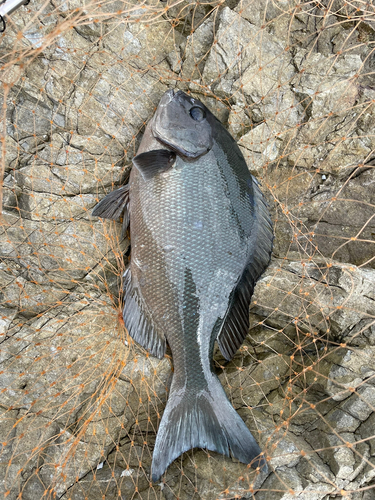 オナガグレの釣果