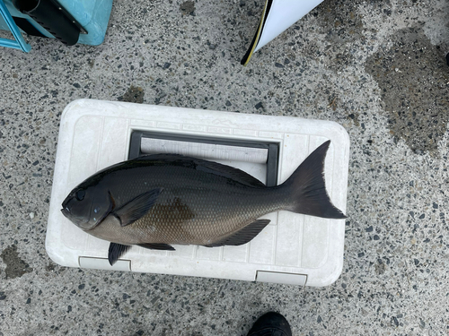 オナガグレの釣果