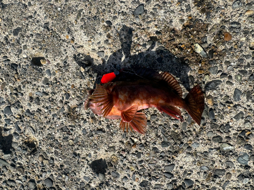 カサゴの釣果