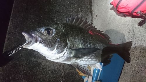 クロダイ