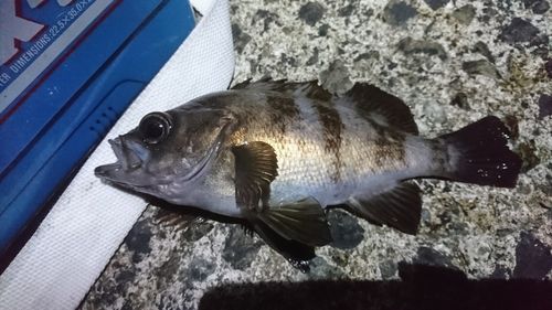 メバルの釣果