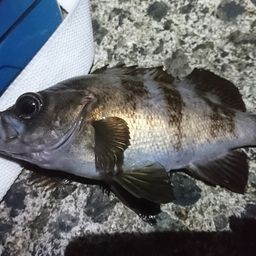 メバル