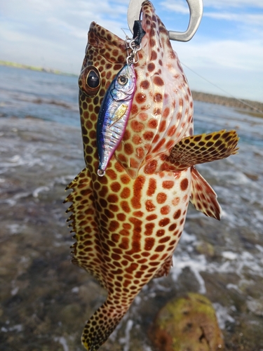 イシミーバイの釣果