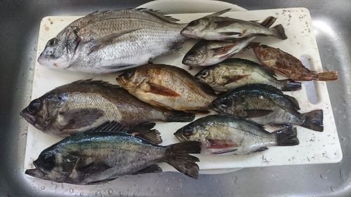 メバルの釣果