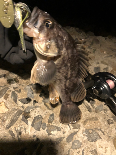 クロソイの釣果