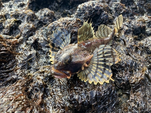 カジカの釣果