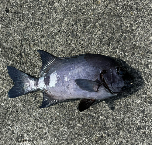 イシダイの釣果