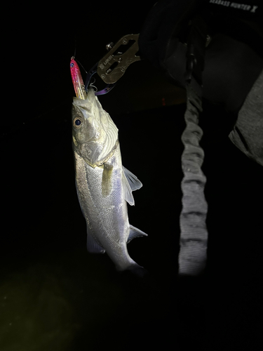 スズキの釣果