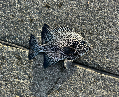 イシガキダイの釣果