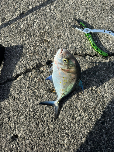 ナンヨウカイワリの釣果