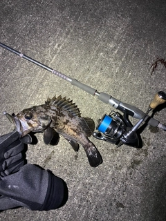 クロソイの釣果