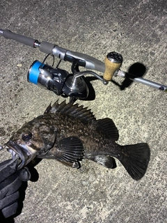 クロソイの釣果