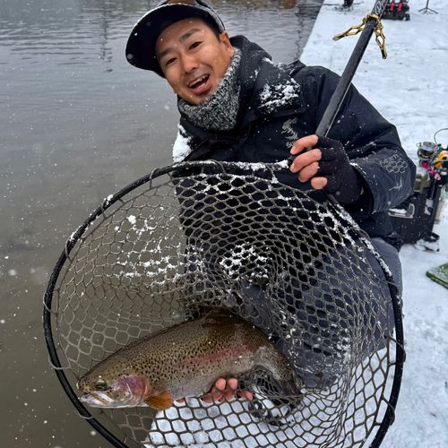 ニジマスの釣果