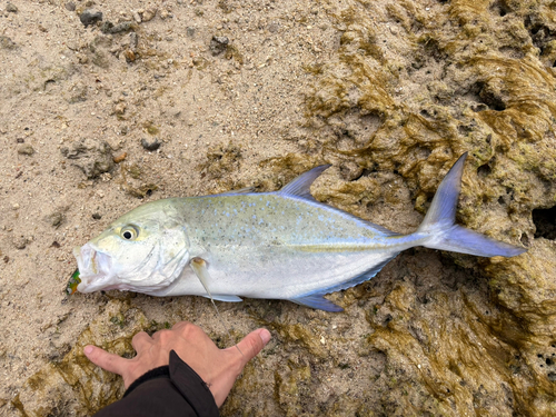 カスミアジの釣果