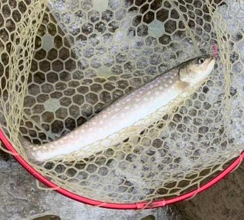 アメマスの釣果