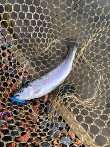 ニジマスの釣果