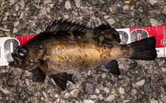 クロメバルの釣果