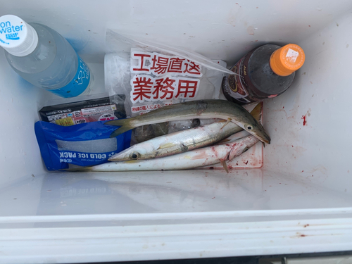 カマスの釣果