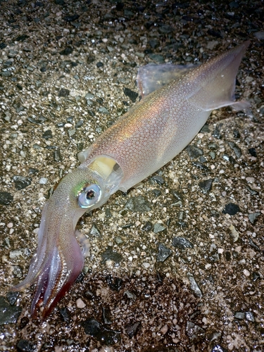 ヤリイカの釣果