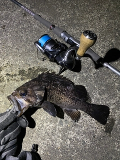 クロソイの釣果