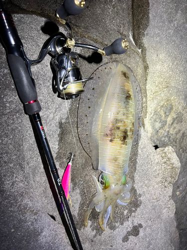 アオリイカの釣果