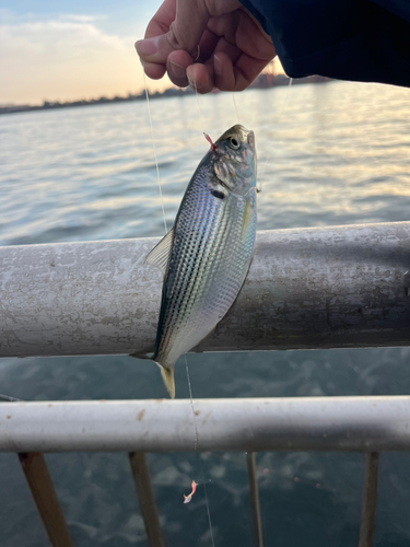 コノシロの釣果