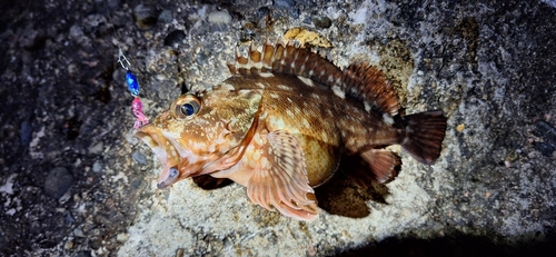 カサゴの釣果