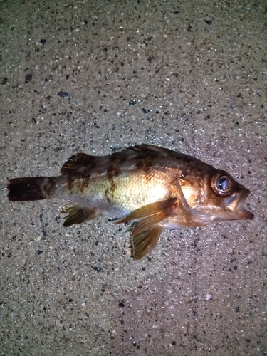 アカメバルの釣果