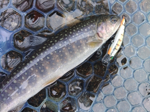 イワナの釣果