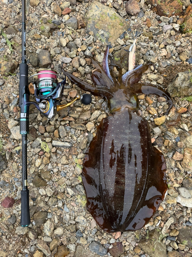 アオリイカの釣果