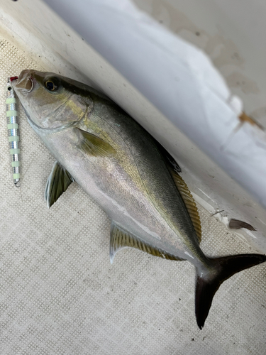 ヒレナガカンパチの釣果