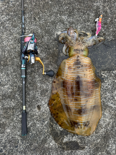 アオリイカの釣果