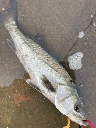 シーバスの釣果