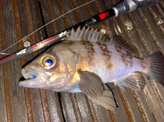メバルの釣果