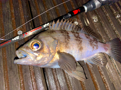 メバルの釣果