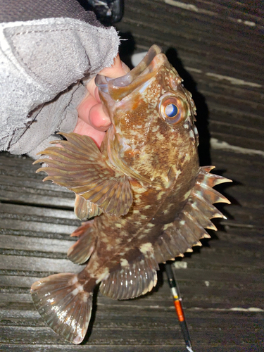 カサゴの釣果