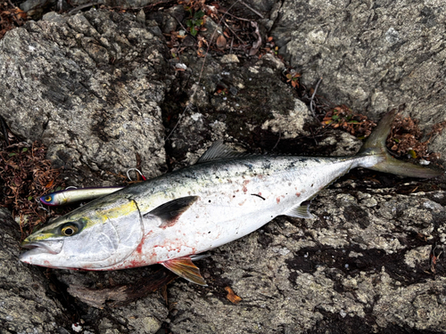 ヤズの釣果